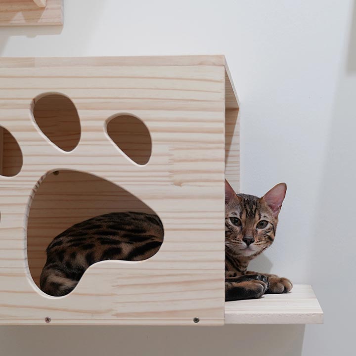 Cat Hotel 1